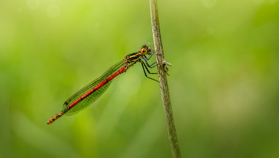 do mosquitoes pollinate