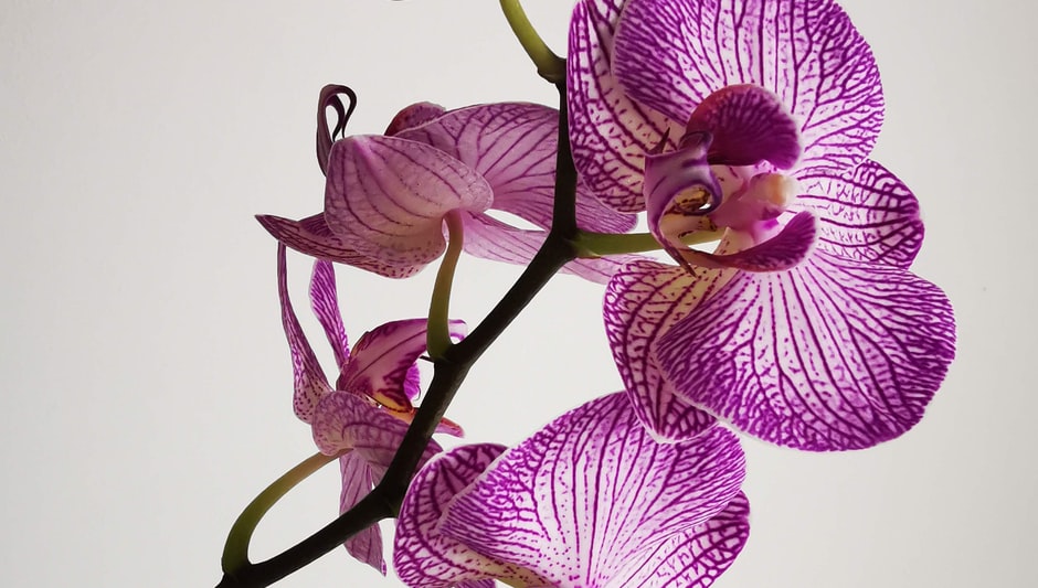 what type of soil do orchids grow in