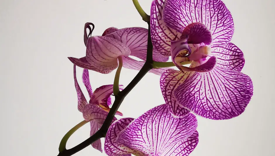 how do orchids grow in the wild