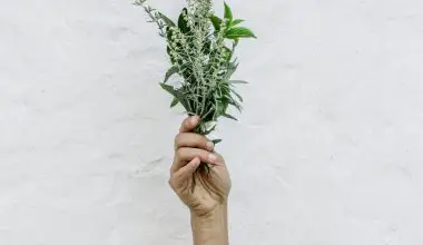 how to harvest rosemary plant