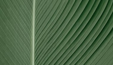 are shamrock plants perennials