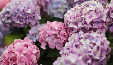 are hydrangeas perennials