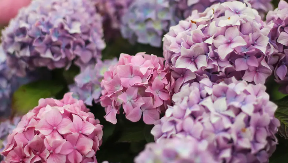 are hydrangeas perennials