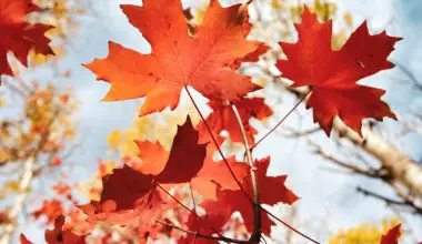 how to identify maple trees by their leaves