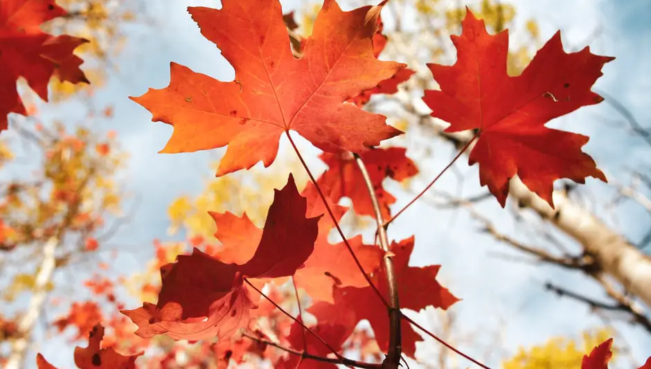 how to identify maple trees by their leaves