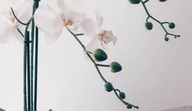 how long do orchid plants last