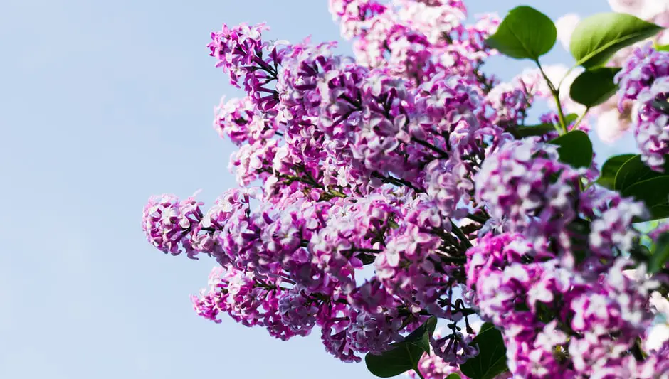 when can i prune a lilac bush