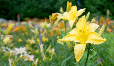when to plant daylilies in zone 9
