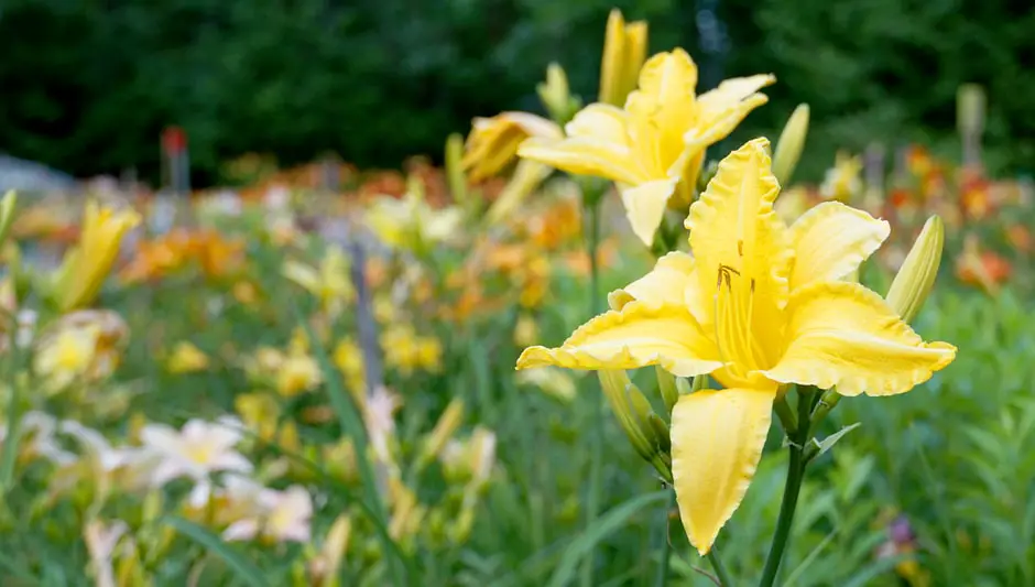 when to plant daylilies in zone 9