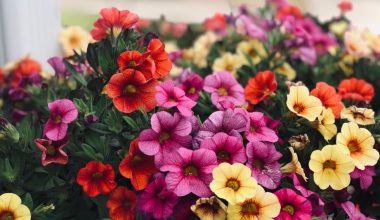 how to prune pansies