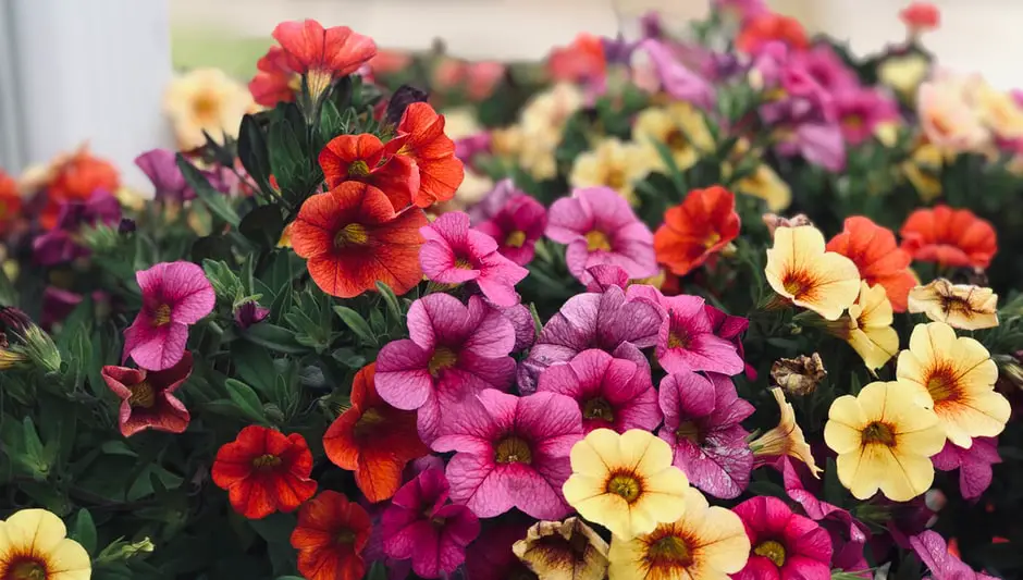 how to prune pansies