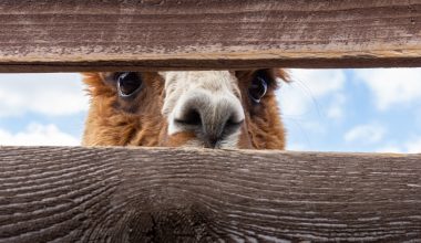 can i keep alpacas in my garden