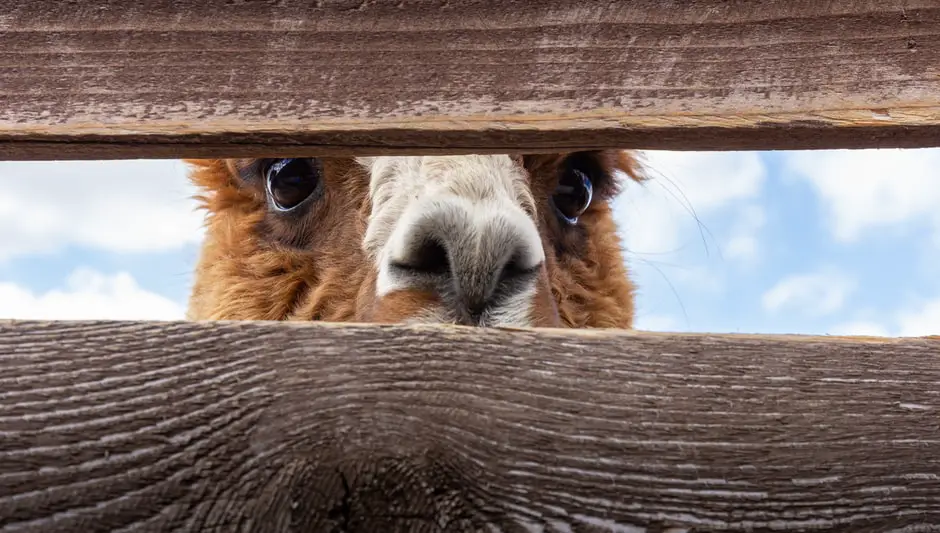 can i keep alpacas in my garden