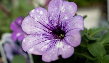 can petunias grow indoors