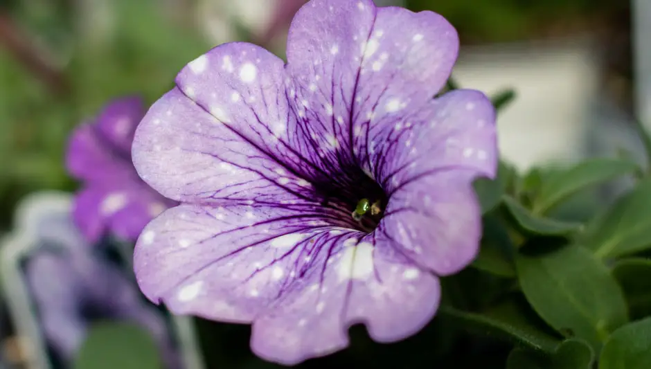 can petunias grow indoors