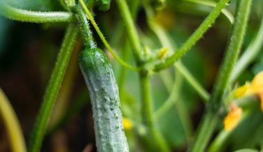 how to grow and harvest zucchini