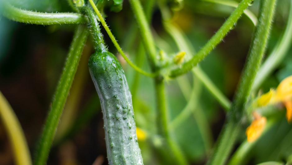 how to grow and harvest zucchini