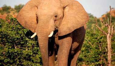 do you plant elephant ears in shade or sun
