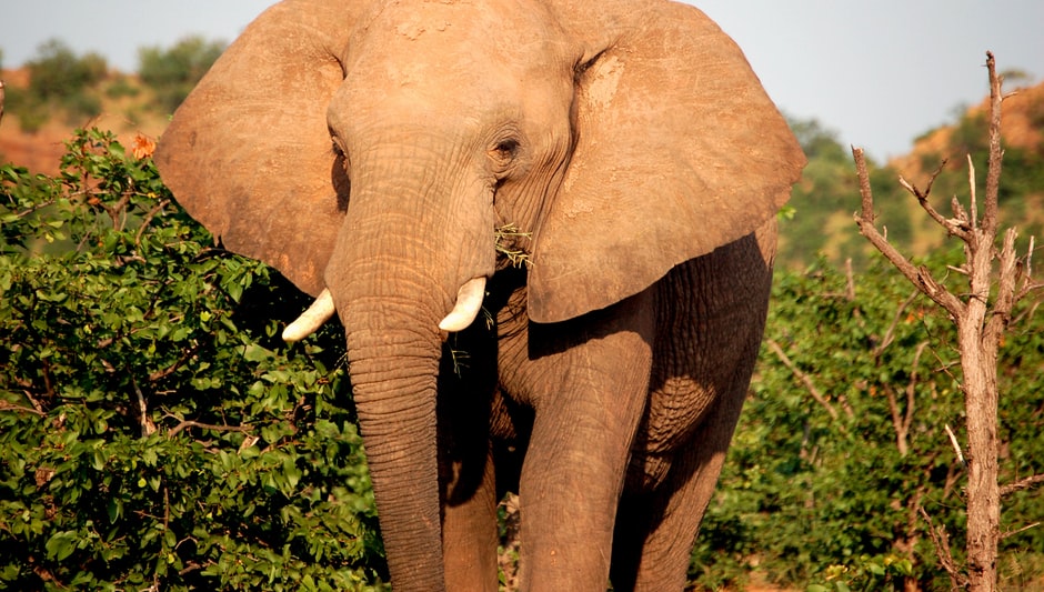 do you plant elephant ears in shade or sun