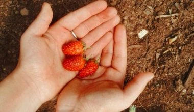 what kind of soil do strawberries like