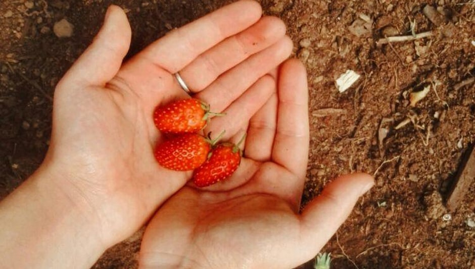 what kind of soil do strawberries like