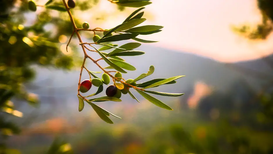 how to prune an olive tree