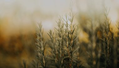 how to harvest rosemary before winter