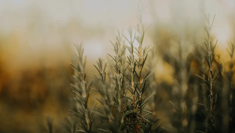 when to prune rosemary