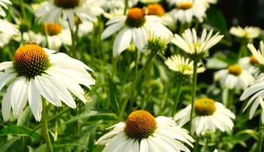 how to prune coneflowers