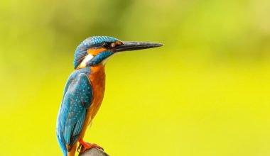 how to keep birds out of your garden plants