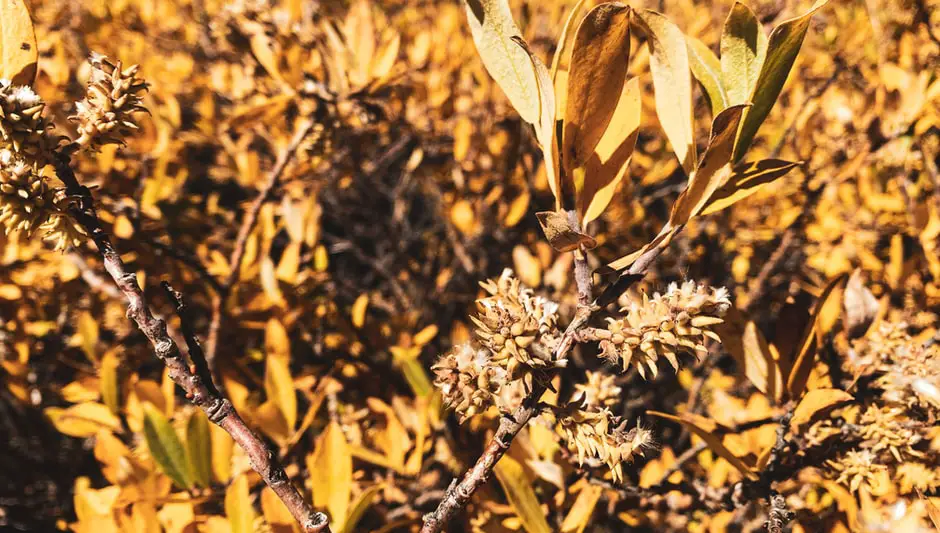 what vegetables can you grow in colorado