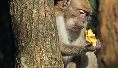 how to grow banana plant from banana