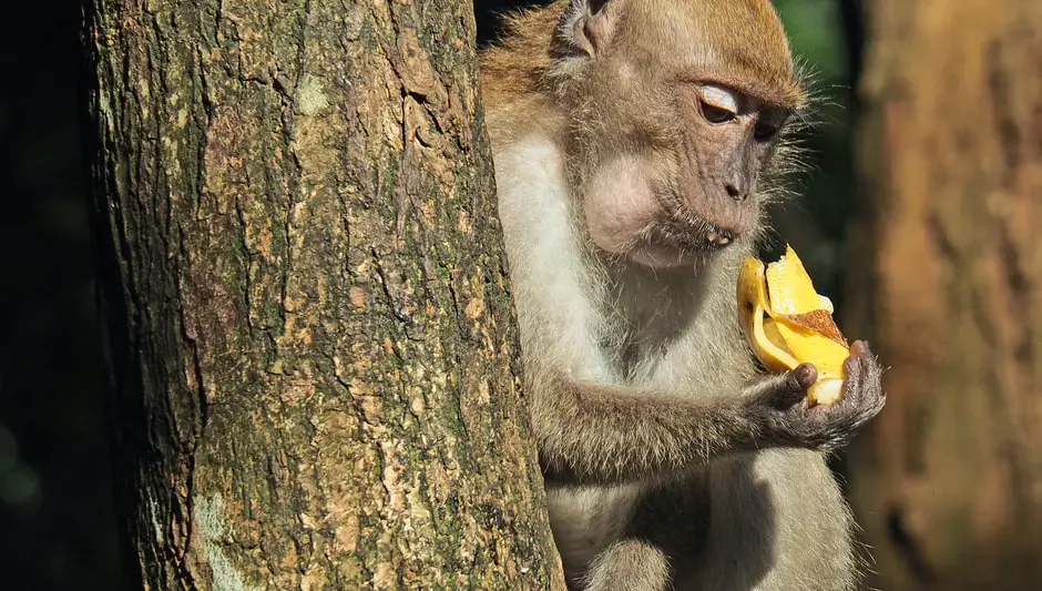 how to grow banana plant from banana