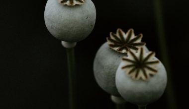 how to grow wild poppy seeds