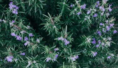 why keep rosemary by the garden gate