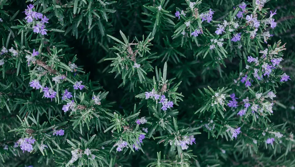 why keep rosemary by the garden gate