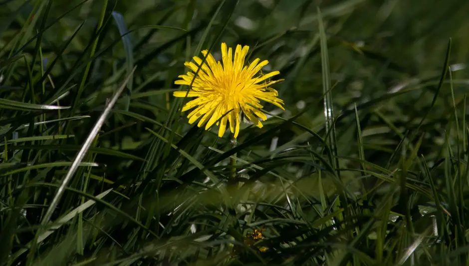 when to plant grass seed in the fall in michigan