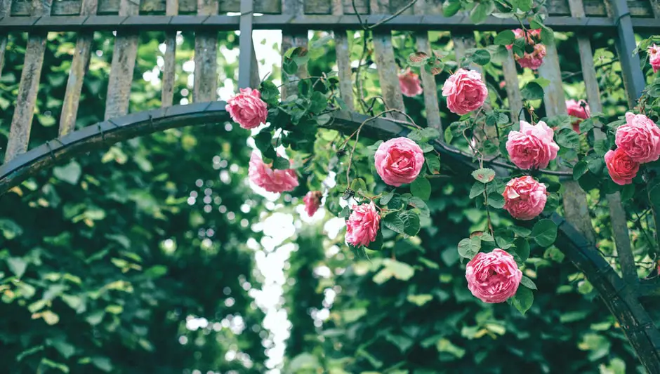 can a climbing rose be grown as a shrub