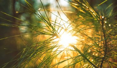 can you use pine straw in a vegetable garden