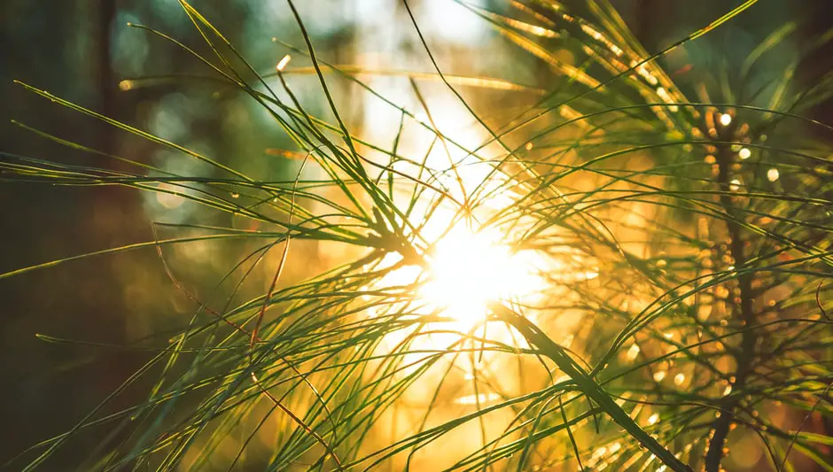 can you use pine straw in a vegetable garden