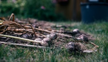 how do you know when garlic is ready to harvest