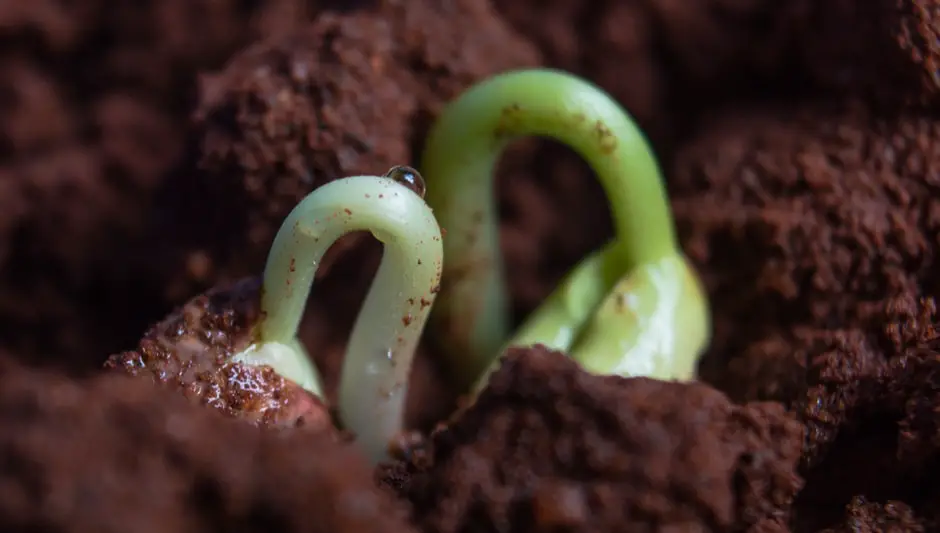 how to use seed starting trays