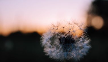 are dandelions good for your lawn