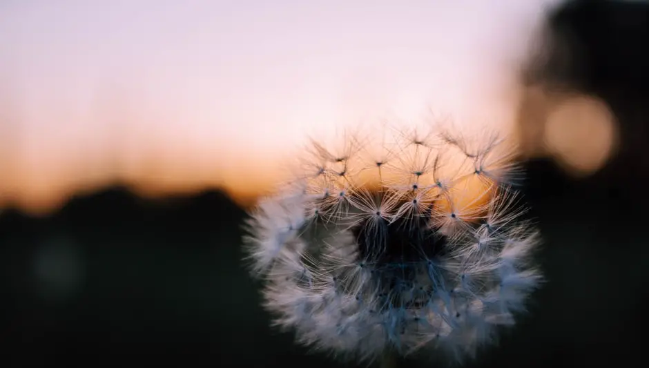 do dandelions have seeds