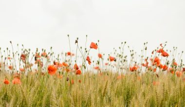 are california poppies perennials