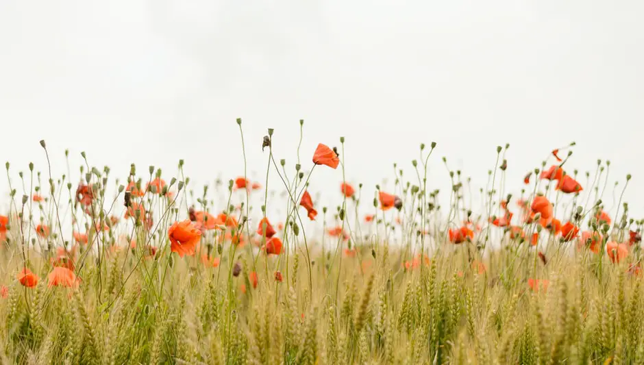 are california poppies perennials