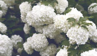 do i need to prune my hydrangea