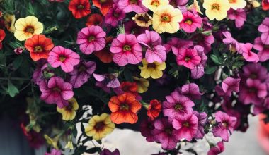 are petunias annual plants