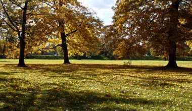 what makes leaves turn color