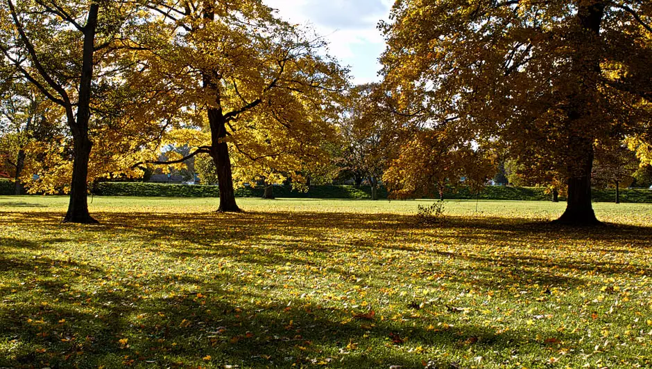 what makes leaves turn color